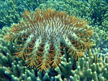 Crown of Thorns starfish, NOAA